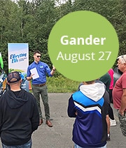 Gander
